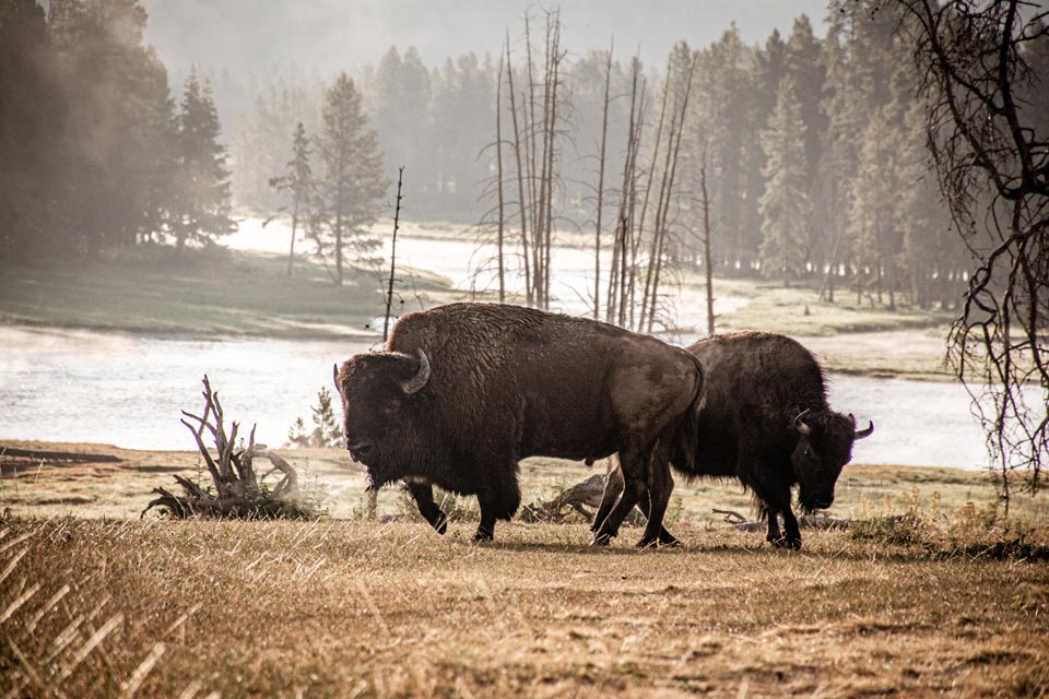 buffalos
