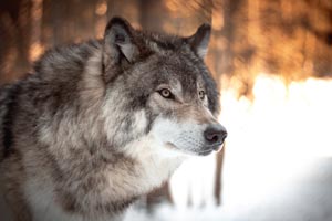 wolf 1