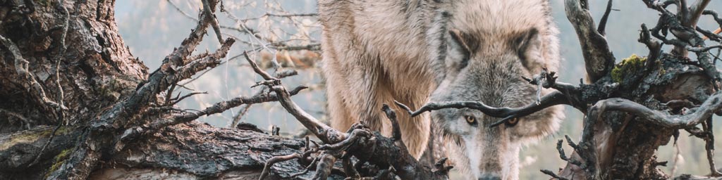 wolf look through tree